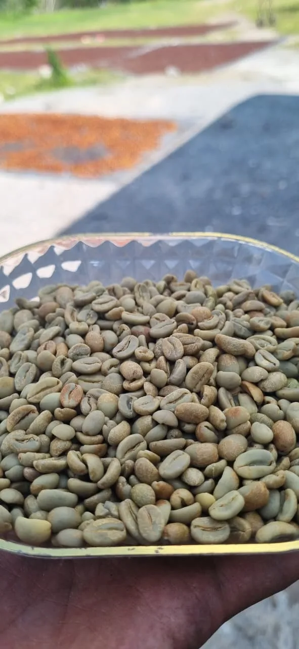Flores Bajawa green coffee sample held in front of outdoor drying beds