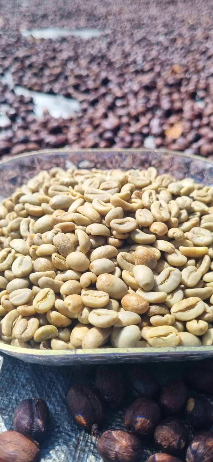 Green coffee beans displayed with harvested coffee cherries in the background