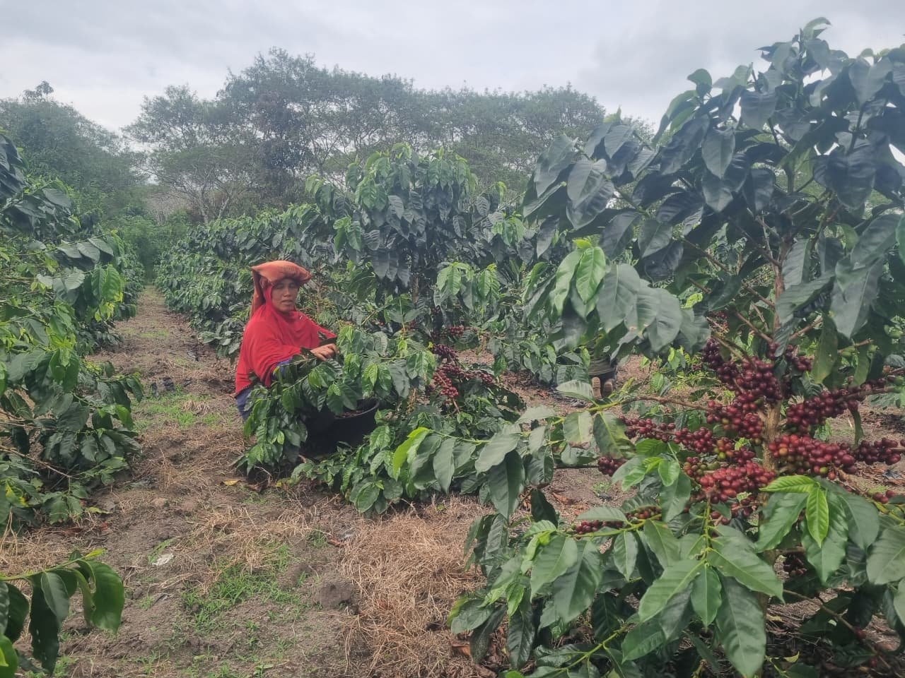 Farmer tending coffee plants laden with ripe cherries