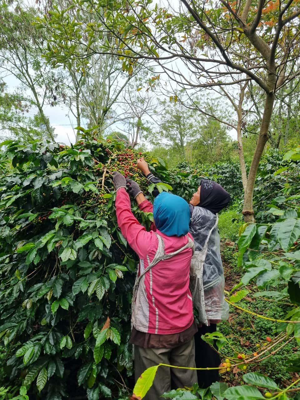 Farmers hand-picking coffee cherries beneath shade trees