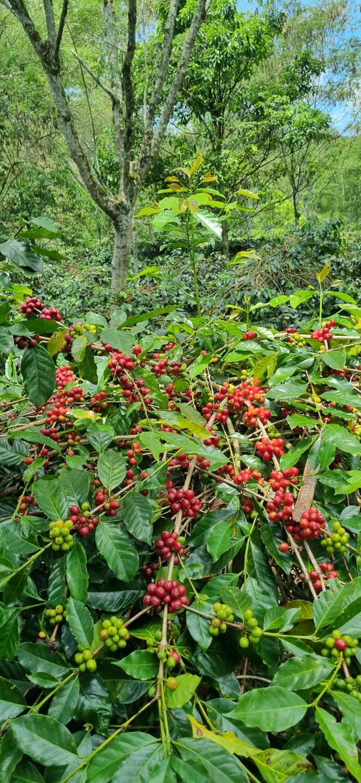 Abundant ripe coffee cherries in an Indonesian agroforestry landscape