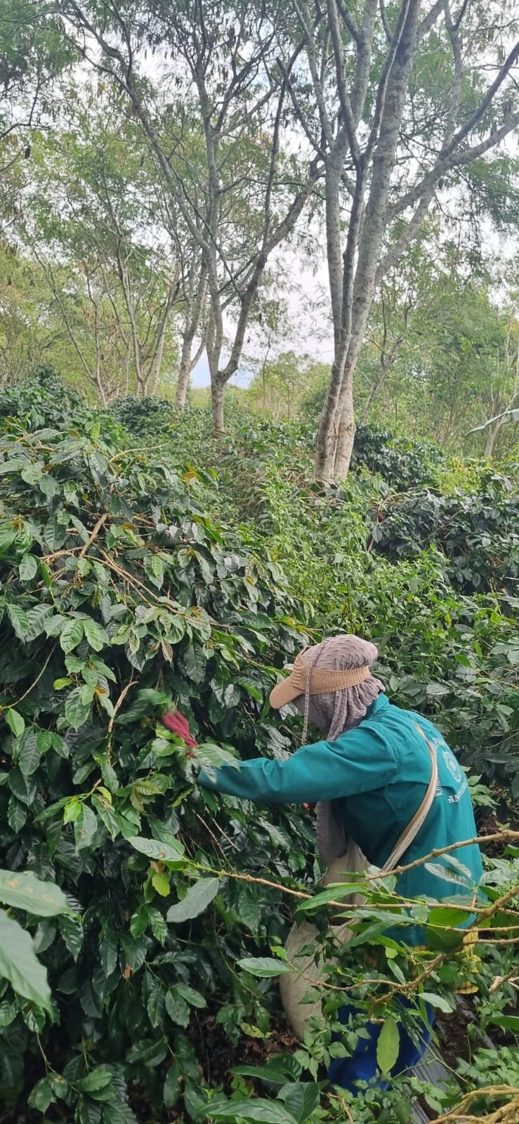 Farmer caring for coffee plants under forest trees