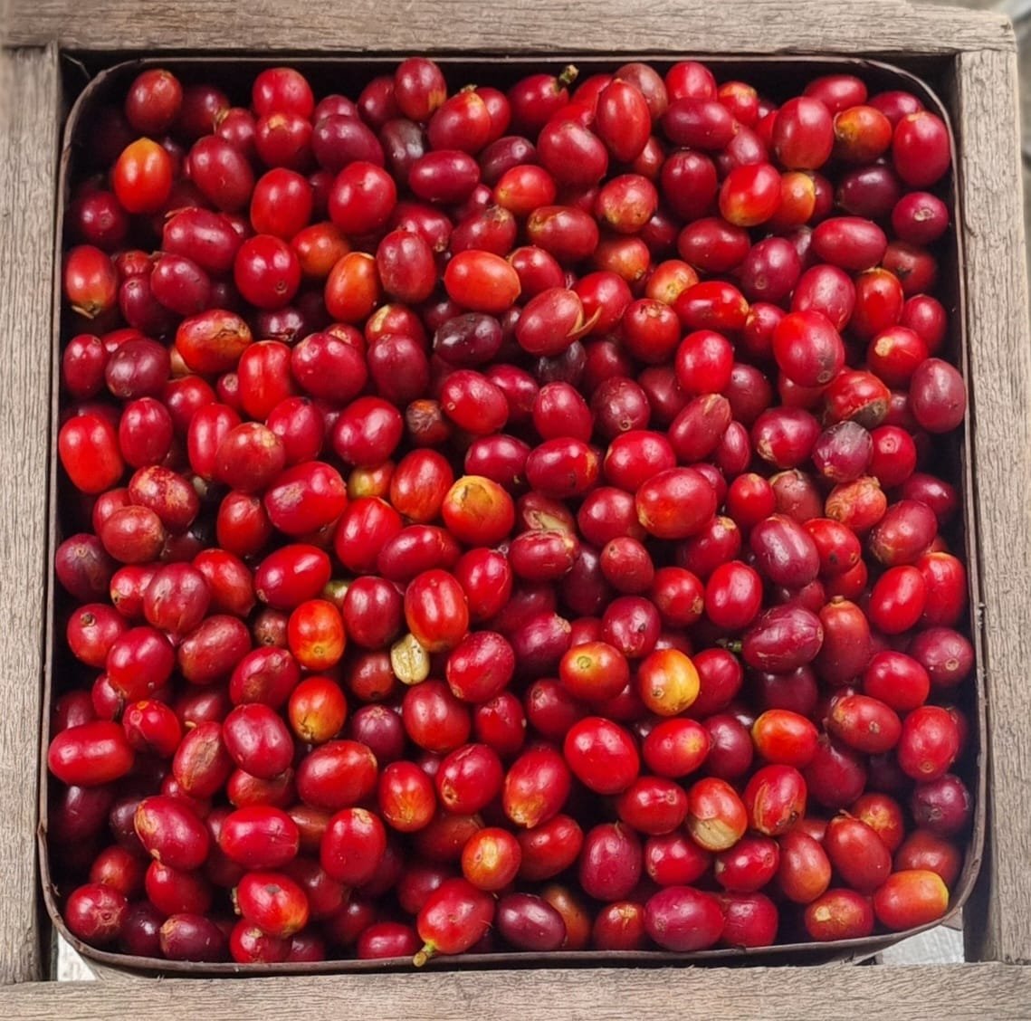 Freshly harvested red coffee cherries collected in a wooden tray