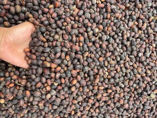 Gayo Natural Classic Arabica coffee product sample