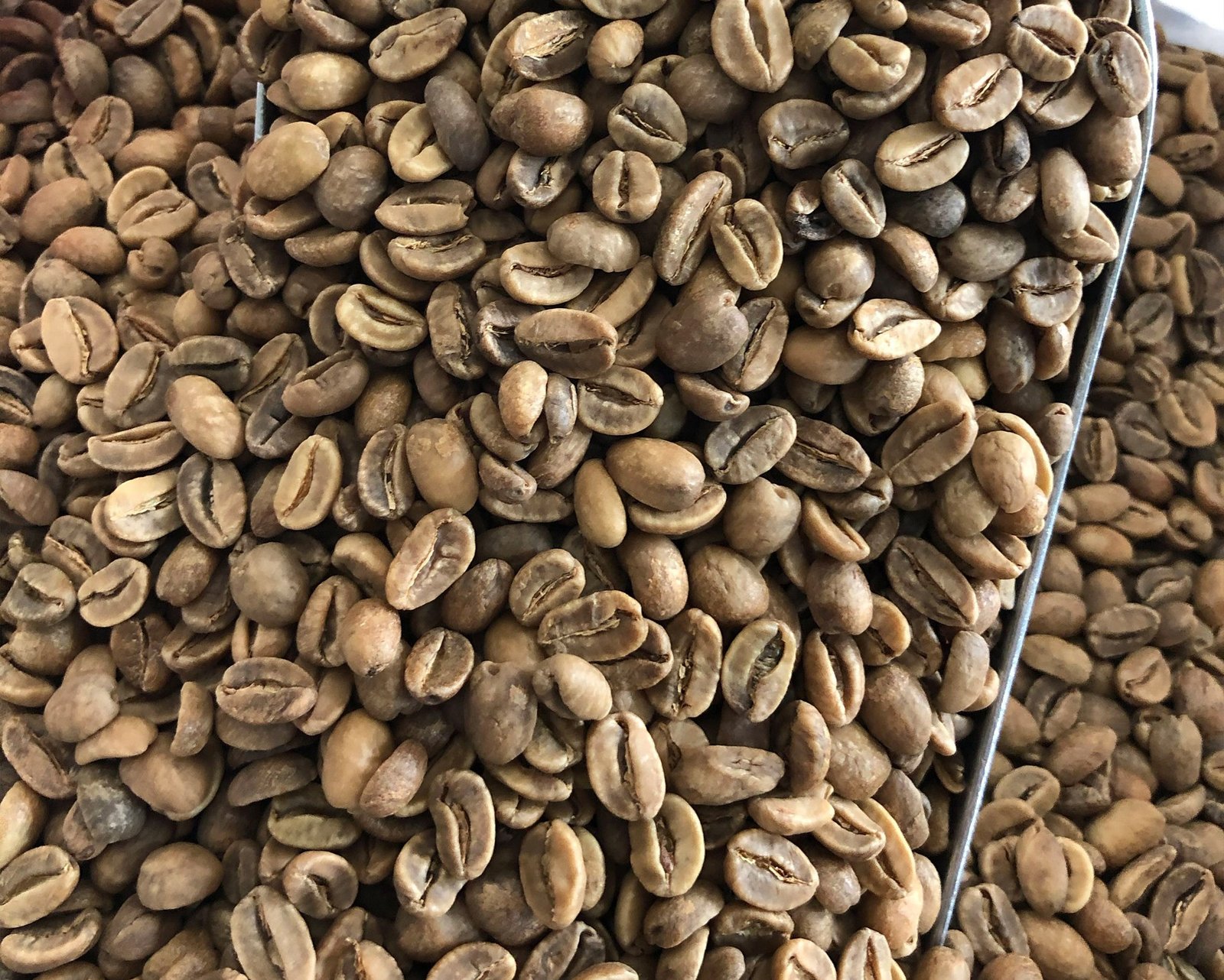 Gayo Wine Process Arabica coffee product sample